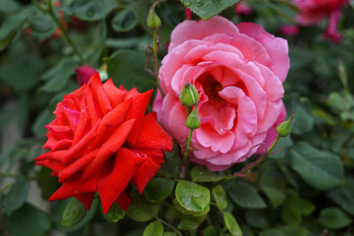 月季，又称“月月红”，四季开花，需要日照充足