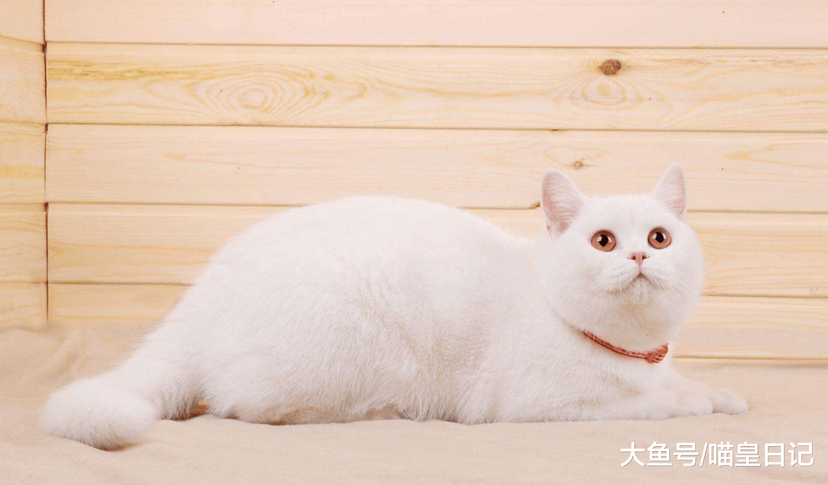 哪些人适合养猫？盘点四种适合养猫的人，快来看看你属于哪一种？