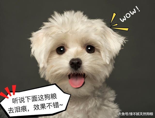 狗狗有淚痕、難看？主人做好這5點，淚痕自然遠離狗狗！
