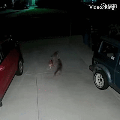 喵星人究竟有多厉害？大战土狼，大战灰熊，将蛇当成逗猫棒