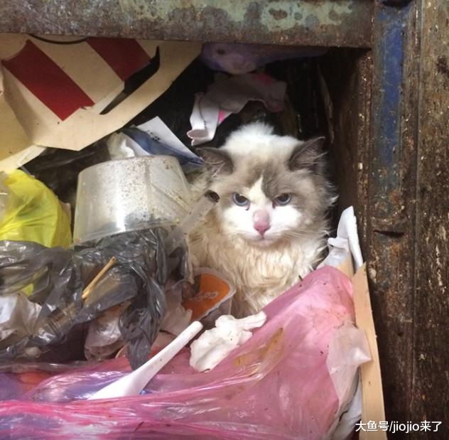 21岁男子两度虐待女友猫咪，甚至将猫从7楼扔下，理由匪夷所思