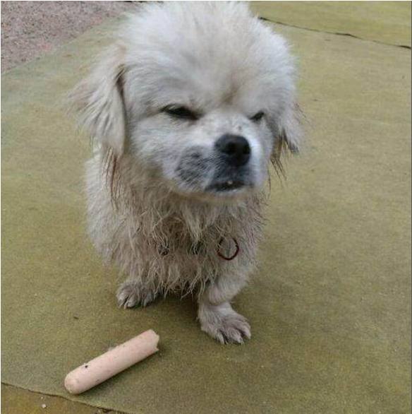 流浪狗四处流荡觅食，误入男子院子里，接下来发生的事意想不到！