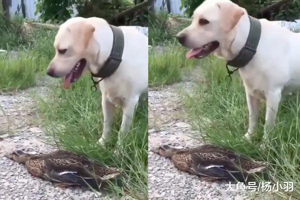 我们被捡鞋的鸭子骗了，鸭子不帮忙反攻击男孩，真相让人大跌眼镜