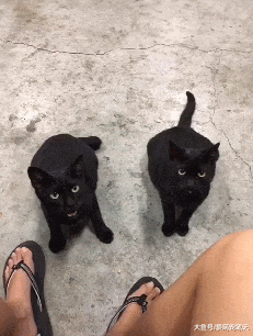 网友在小区遇到一只流浪黑猫，喂了根香肠后，结果拖家带口都来了