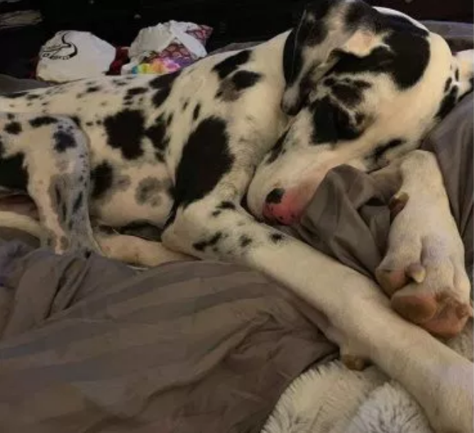 大丹犬竟长了70颗牙，比普通狗多了28颗，有密集恐惧症的人慎看