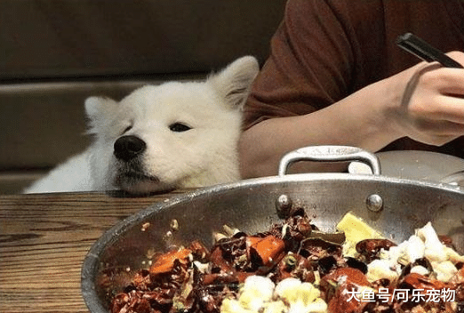 萨摩耶装傻卖萌，主人掏出了好吃的，萨摩耶瞬间馋成表情包