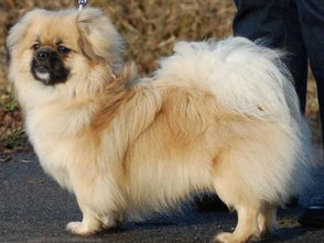 中国本土狗狗都有哪些