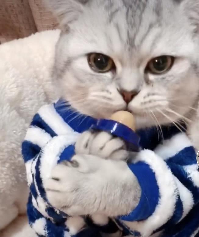 猫咪吃“棒棒糖”爆红全网，躺沙发上看电视，小日子太舒服了！