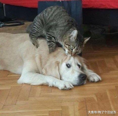 家里同病相怜，都上不去沙发的难兄难弟