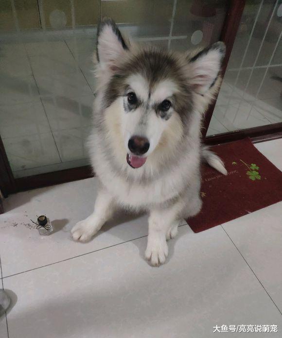 阿拉斯加真是个“胖儿子”，现在还抱得动，将来就不好说了