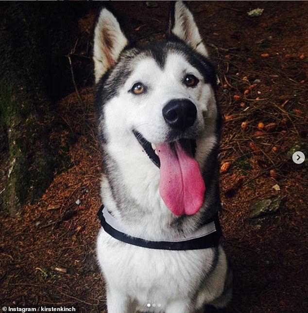 把哈士奇寄养3天，回来收到一个粽子，是怕我的狗尸变吗