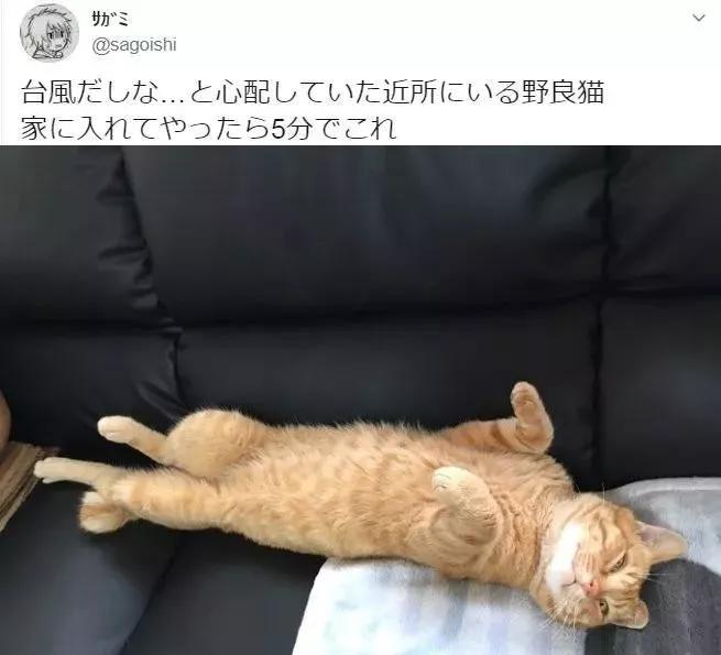 日本台风，不少人家门口出现了寻求庇护的小猫咪