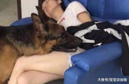女主人睡着，狗狗做出这样的表现，果然养狗不养男朋友