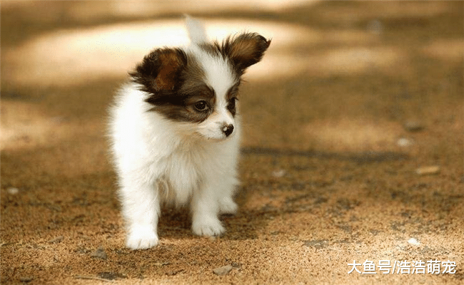 最受欢迎的5种宠物, 猫狗在内, 第三种十分友善