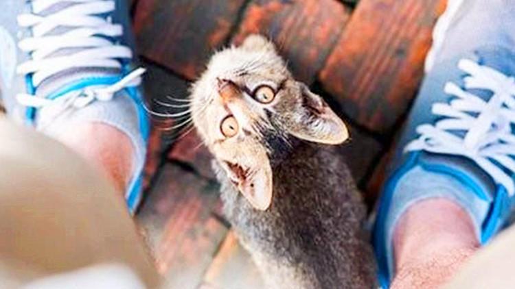 养猫后家里味道大，今终于找到元凶