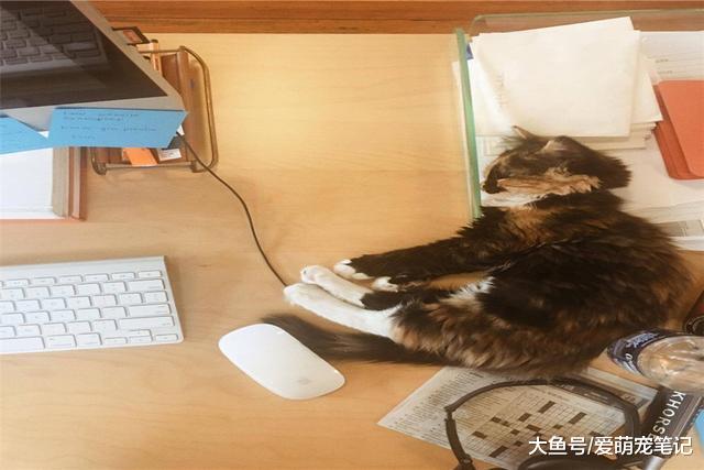 猫咪为答谢公司员工的养育之恩，每天任由他们抚摸，来作为报答！