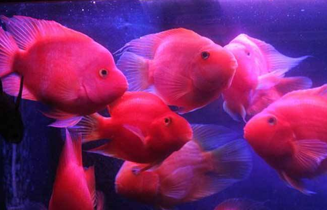 观赏鱼这种情况别忽视，做好预防措施最重要，避免造成损失