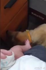 小铲屎官一脚踩空，17岁老狗替身而出，用头当小主人的踏板