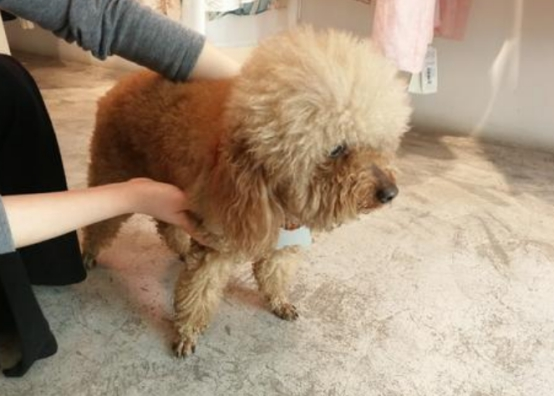 当泰迪跟主人求救时，它会发出这几种信号，你都知道吗？