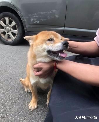 在繁殖场就出的丑陋狗狗，被救出后四个月，变身可爱萌柴