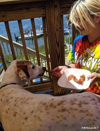餐厅免费为即将安乐死的狗狗提供豪华大餐，最后它幸福的打了饱嗝