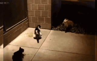 喵星人究竟有多厉害？大战土狼，大战灰熊，将蛇当成逗猫棒