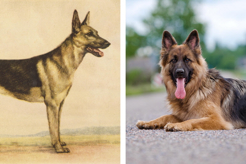 百年前的宠物狗什么样？很多人没想到