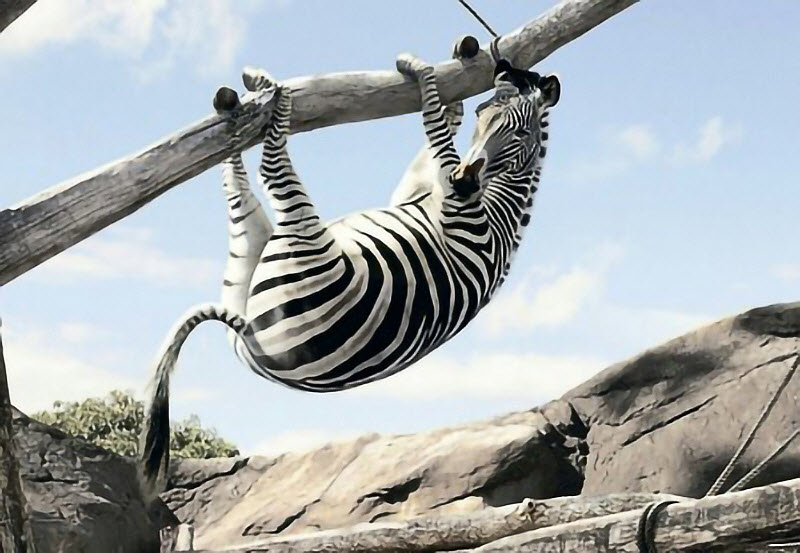 惊险！动物园刚出生的小斑马掉入水坑，饲养员冒死拯救，母斑马的行为让人吃惊