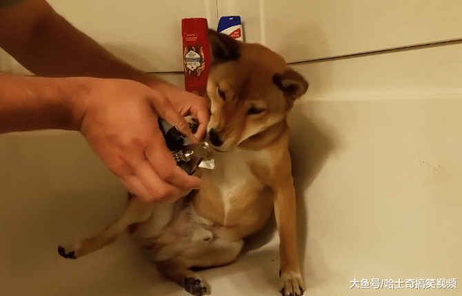 柴犬剪指甲就會尿尿，寵主只好帶它去浴缸，汪：別剪我的手