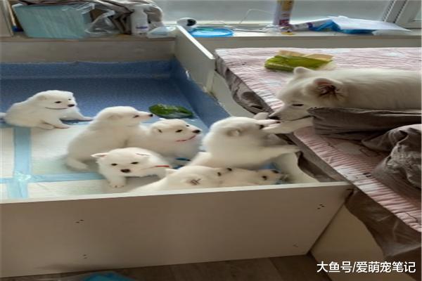 萨摩耶一下子生了八只娃，奶狗还没有满月，狗妈就吓得不敢进窝了