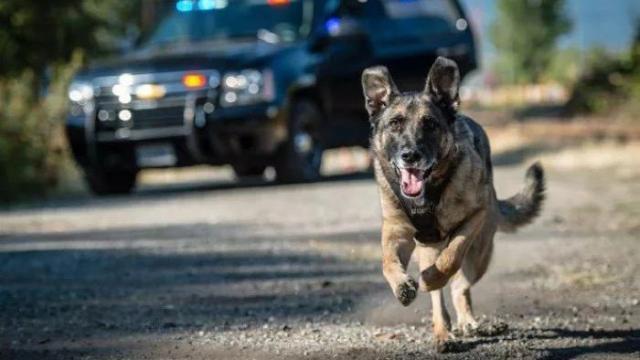 是在拍电影吗？这些帅气警犬执行任务，卖萌、耍帅样样都行！