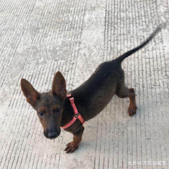 朋友送了小狗，他说是只德牧，看到它的长相后开始郁闷起来