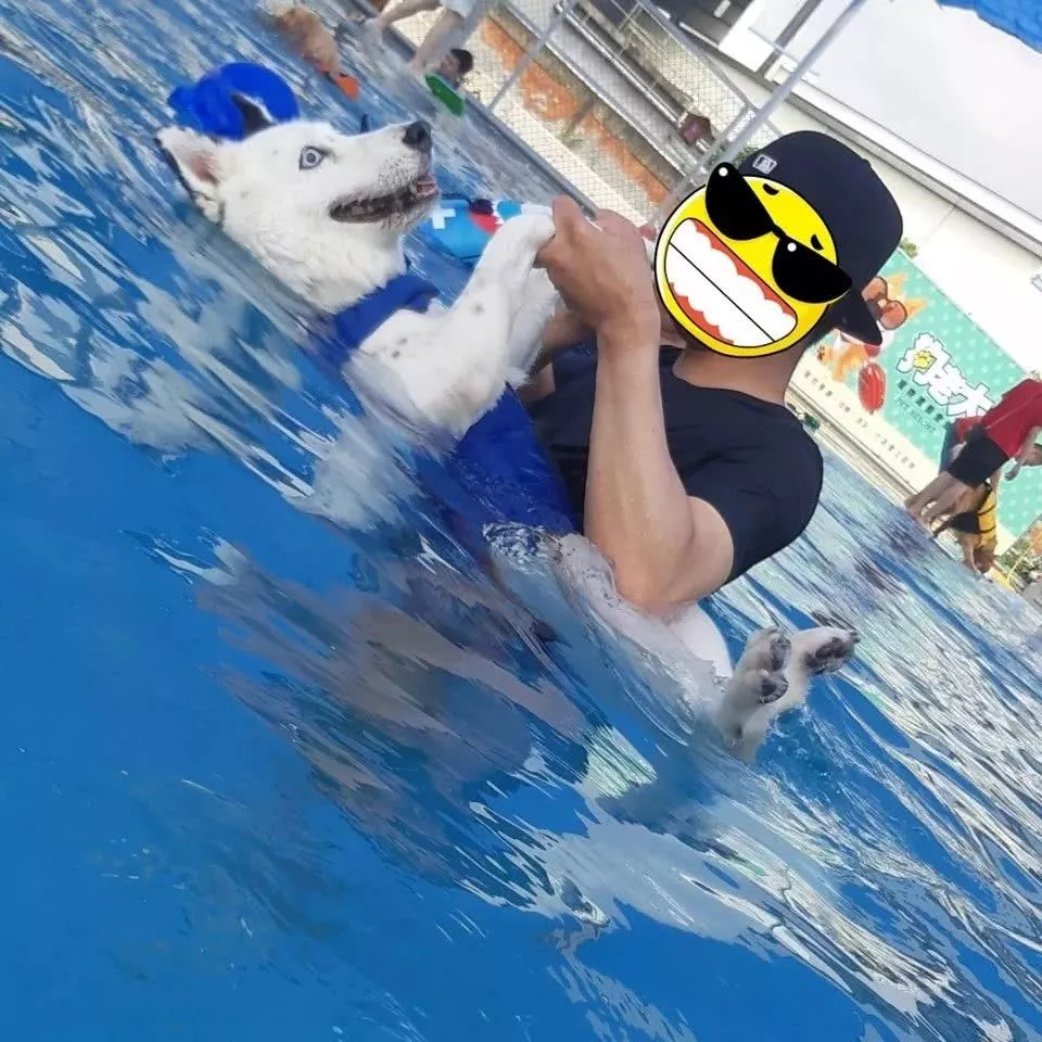 混血二哈游泳时突然死机，主人吓了一跳：你…还活着吗？