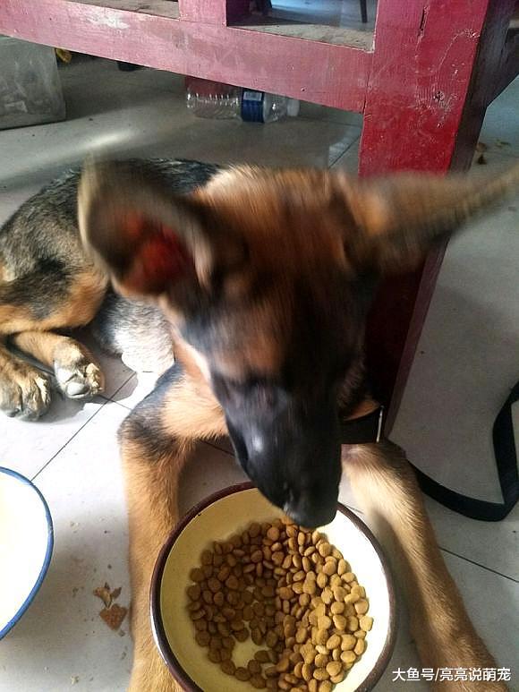 德牧被拴在家里不吃饭，网友拿着狗粮逼着它吃，狗：不想吃