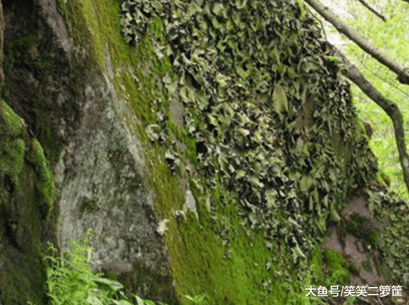各种花卉之间有什么联系？你知道吗？