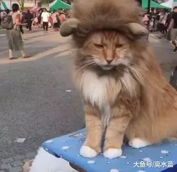 橘猫戴了个狮子头套，当它转过头的那一刻，简直帅爆了