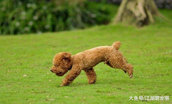 6个宠主常犯的错误，会让狗狗养成坏习惯