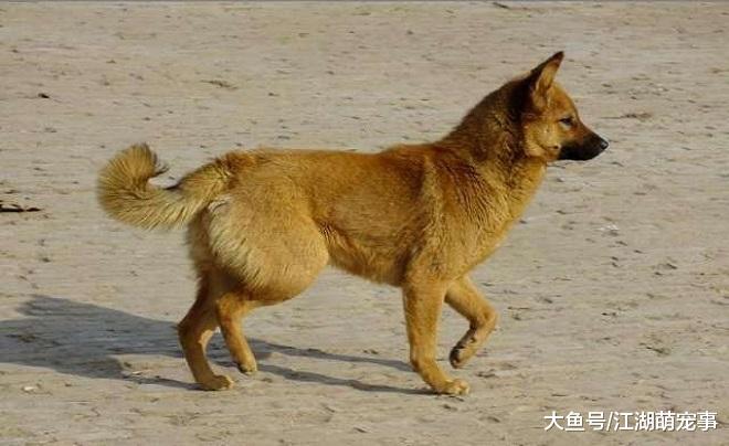 养不同的狗代表不同的性格，快看看自己是什么性格