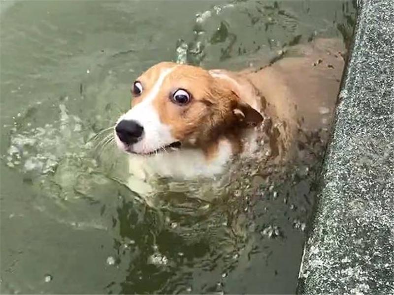 宠物医院最不想接待的4种狗狗，给钱都会被嫌弃，图4很可怜