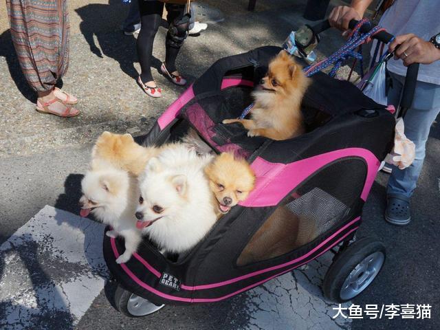 长寿狗狗均具备的四大要点，铲屎官学会后令爱犬不见老态