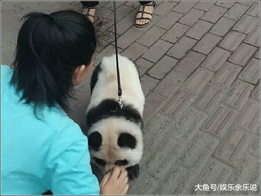 宠物店门口偶遇熊猫，男子拿手机报警遭阻止，得知来源后不淡定了