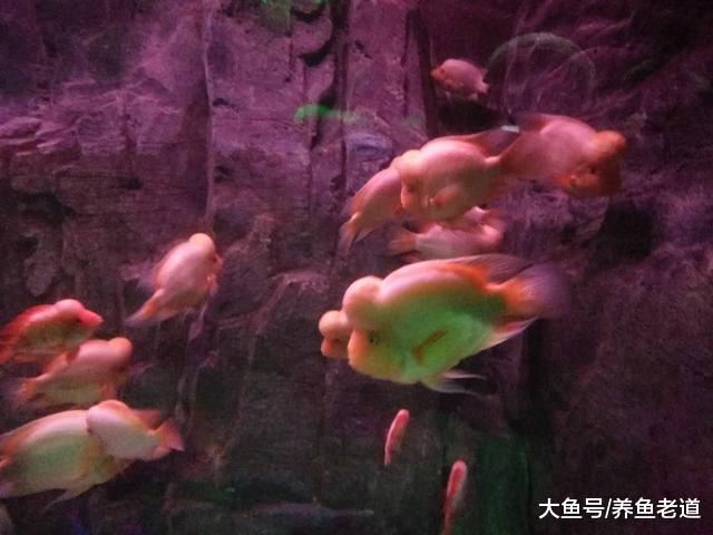 为什么人家的观赏鱼飞速生长我们的就不行，除去疾病还有哪些因素