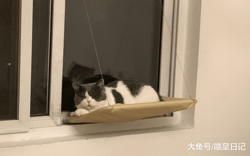 喵星人最喜欢的六个睡觉地方，除了猫窝，基本能睡的地方都睡了