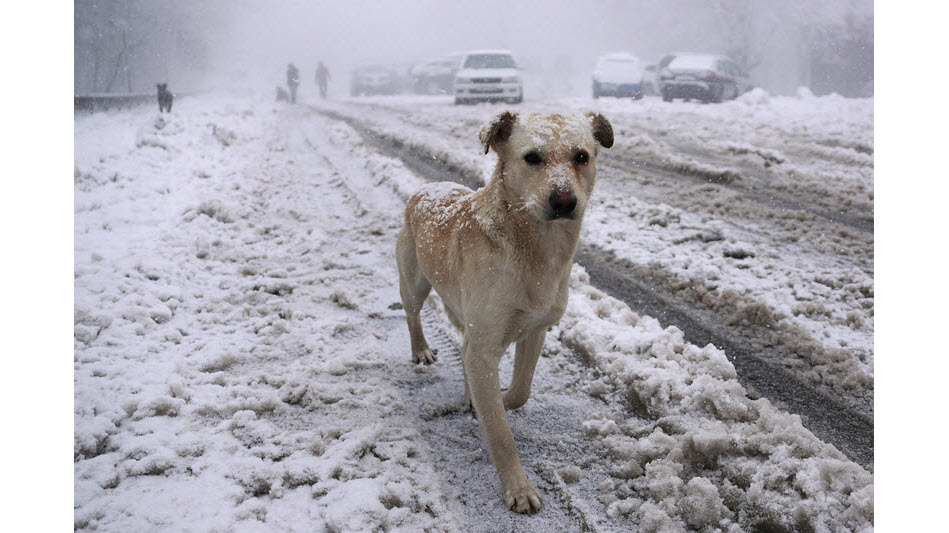 十七个实例证明：狗狗能提前预知坏人和坏事
