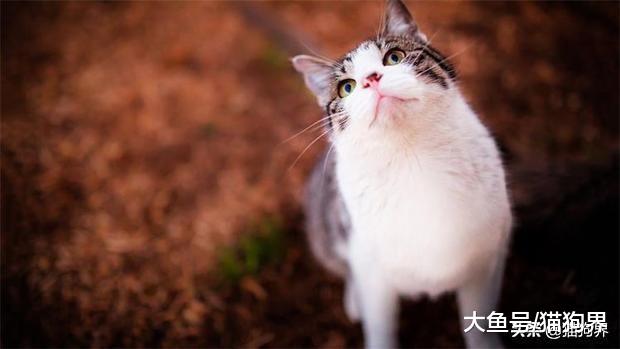 市面上没有适合所有猫的粮，所以买之前要先知道猫的口味
