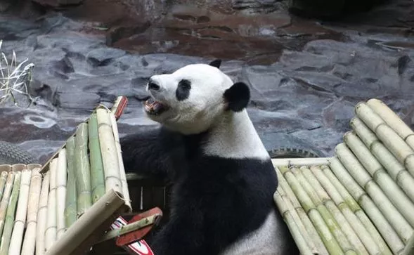 国宝大熊猫9岁大寿喜提豪车，豪华冰果蛋糕吃到腻！