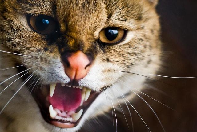 有这5个表现的猫咪，说明它已经讨厌你了，小心它会离家出走！