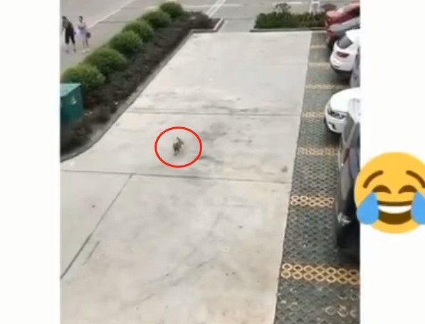 猫咪每天出门遛弯，定时坐人工电梯回家，这猫懂事又省心！