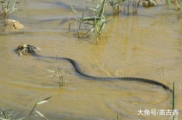 青蛙当众秀起了恩爱，不料报应却来得如此快，还没来得及繁衍后代