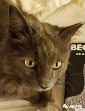 猫咪散步回家身上带了张纸条，主人打开一看就忍不住笑了